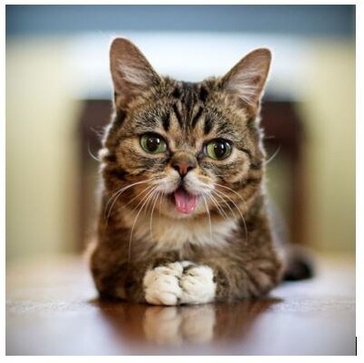 Lil Bub Solana Makes the Largest Donation in the Charity’s History (PRNewsfoto/Lil BUB)