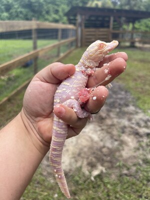 Newborn baby albino alligator hatchling at Wild Florida