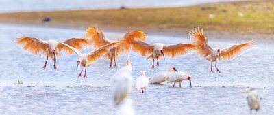 Crested ibis in Dongzhai National Nature Reserve. (Photo:Dongzhai National Nature Reserve)