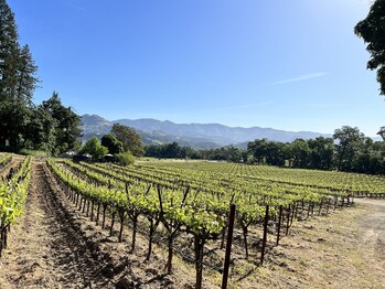 Stella Knight Vineyard in Calistoga