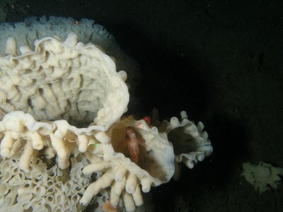 Glass sponge (CNW Group/Fisheries and Oceans Canada, Pacific Region)