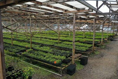 A look inside the plant nursery at Kealakekua Mountain Reserve where trees are prepared for planting.