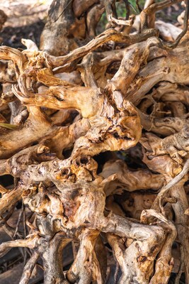 Fallen sandalwood trees are prepared for distillation to create Iliahi, or Hawaiian Sandalwood.