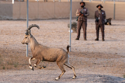 Ibex at husbandry facility in Prince Mohammed bin Salman Royal Reserve