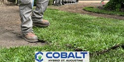 Cobalt™ Hybrid St. Augustinegrass lawn installation in Charleston, SC in June 2024.