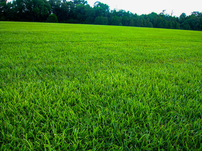 Lawnifi Santee Centipede Seed can help create a thriving, healthy lawn.