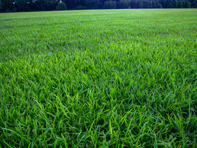 Lawnifi Santee Centipede Seed can help create a thriving, healthy lawn.