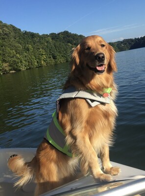 Pippa, a playful Golden Retriever who nearly died after eating unrisen bread rolls, is one of millions of pets helped by the medical and toxicology experts at Pet Poison Helpline.