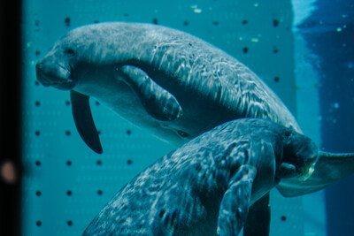 Zamboni and Yeti are the first two patients at Clearwater Marine Aquarium's news Manatee Rehabilitation Center in Florida.