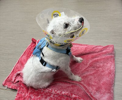 Skippy, a curious Jack Russell Terrier, recuperates after nearly dying from chasing a skunk into a pile of hay bales.