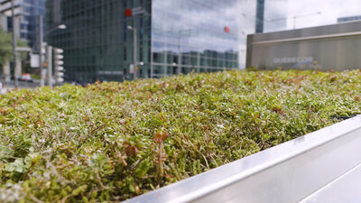 Plantes sur le toit vert de l'abribus. (Groupe CNW/École de Technologie Supérieure)