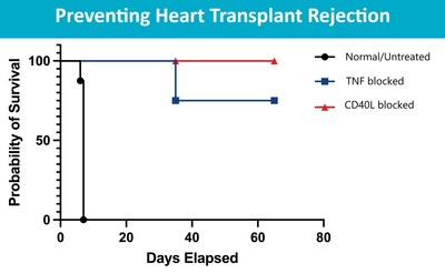 In mice, transplanted hearts functioned longer when the recipients were gene-edited to lack receptors to two inflammation-causing proteins. Source: Cincinnati Children's