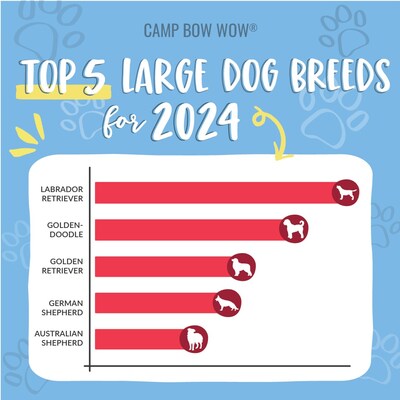 For the seventh consecutive year, the Labrador Retriever and lab mixes top the list of large breeds, followed by the Goldendoodle, Golden Retriever, German Shepherd and Australian Shepherd.