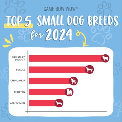 For the second year in a row, the Miniature Poodle tops the list of small breeds, followed by the Beagle, Chihuahua, Shih Tzu and Dachshund.