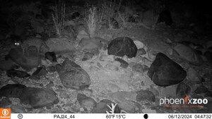 Phoenix Zoo Field Camera Study Captures Video of New Ocelot in Arizona