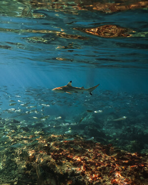 Banwa Private Island Recognised as Critical Habitat for Sharks and Rays