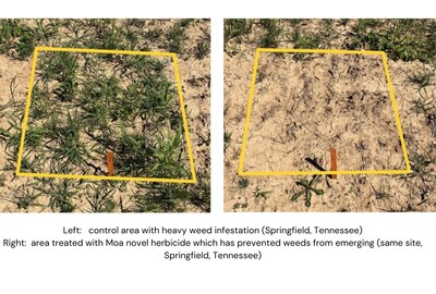 A Moa novel compound shows excellent results at controlling weeds at a trial site in Springfield, Tennessee. (PRNewsfoto/MOA Technology)