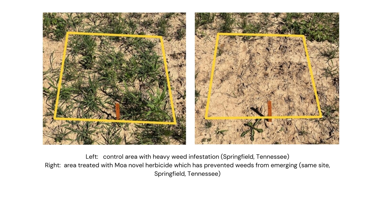 Moa announces successes in international field trials at the ACS Fall Conference in Denver