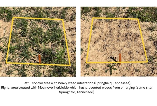 A Moa novel compound shows excellent results at controlling weeds at a trial site in Springfield, Tennessee. (PRNewsfoto/MOA Technology)