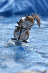 Don't Miss Twiggy the Water Skiing Squirrel