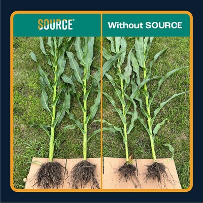 SOURCE® was used alongside a 40 lb reduction in nitrogen. The fields where SOURCE was applied showed double the root hairs and root mass, and crops were a full growth stage ahead of the control.