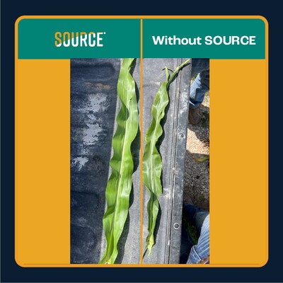 SOURCE was applied on corn alongside a 25 lb reduction in phosphorus. Greener, healthier, and more robust leaves are evident compared to the control on the right.