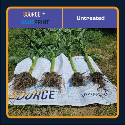 Using SOURCE® + BLUEPRINT™ resulted in a substantial increase in root mass and stalk diameter.