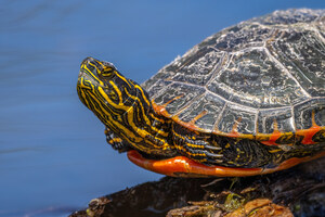 New Ducks Unlimited Canada Tool Maps Prairie Biodiversity