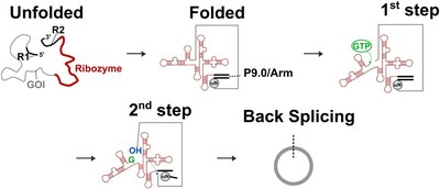 The precursor RNA undergoes cis-splicing reaction to remove ribozyme intron segments, enabling circularization of the gene of interest (GOI) without sequence addition (PRNewsfoto/艾博生物)