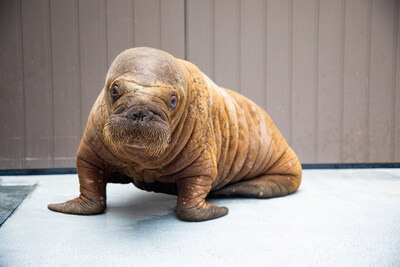 Walrus Two Star ウォーラス United Efforts Bring Hope to Orphaned Pacific Walrus Calf in Alaska