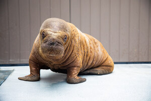 United Efforts Bring Hope to Orphaned Pacific Walrus Calf in Alaska