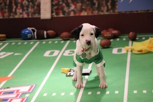 GREAT AMERICAN FAMILY IN PARTNERSHIP WITH NORTH SHORE ANIMAL LEAGUE AMERICA ANNOUNCES GREAT AMERICAN RESCUE BOWL 2025 KICKS OFF, FEB 9