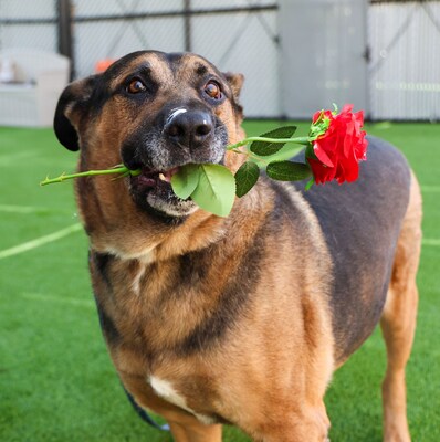 In celebration of National Matchmaker Day, Petco Love and BOBS® from Skechers® recognize the lifesaving work done by adoption coordinators and shelter staff who enable lifechanging bonds every single day for pets in their care like six-year-old “Ranger” (pictured here) at San Diego Humane Society.