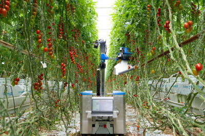 inaho's snack tomato harvesting robot in action in the greenhouse this summer