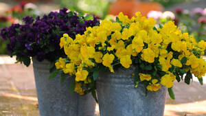 Brighten your autumn garden with the charm of pansies