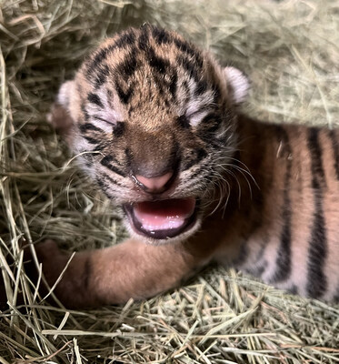 Image of Sumatran tiger cub born at San Diego Zoo Safari Park on August 23, 2024