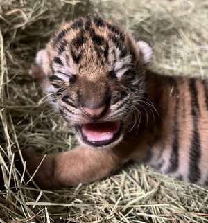 San Diego Zoo Wildlife Alliance Celebrates the Birth of a Sumatran Tiger Cub at the San Diego Zoo Safari Park