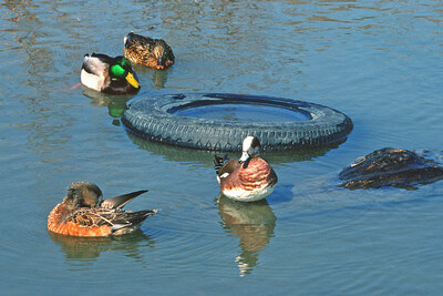 “Make Room For Life” on World Cleanup Day 2024 (CNW Group/Ducks Unlimited Canada)