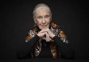 DR. JANE GOODALL TO BE HONOURED WITH LIFETIME ACHIEVEMENT AWARD BY ARTISTS FOR PEACE AND JUSTICE CANADA DURING THE TORONTO INTERNATIONAL FILM FESTIVAL