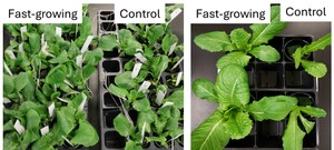 GreenVenus Introduces Fast-Growing Lettuce Varieties for Indoor Farming