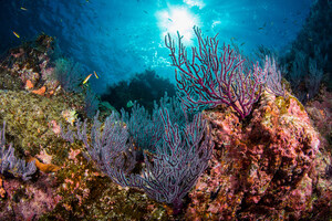 Memorial Reefs International Unveils Undersea Memorial Garden in La Paz: A Lasting Tribute Supporting Marine Life in the Sea of Cortez