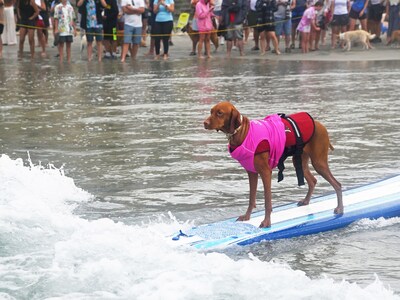 Helen Woodward Animal Center’s Surf Dog Surf-a-Thon is the only one of its kind where 100% of the proceeds go directly to supporting orphan pets and programs.