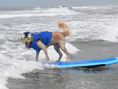 Helen Woodward Animal Center’s Surf Dog Surf-a-Thon is the only one of its kind where 100% of the proceeds go directly to supporting orphan pets and programs.