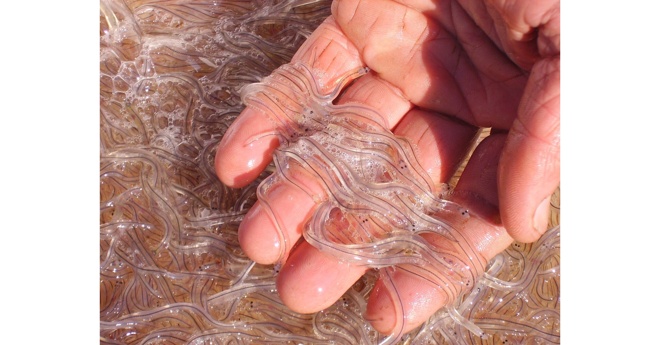 Sustainable Eel Group Scientific report highlights major success in