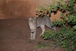 Alley Cat Rescue Celebrates World African Wildcat Day, September 18th