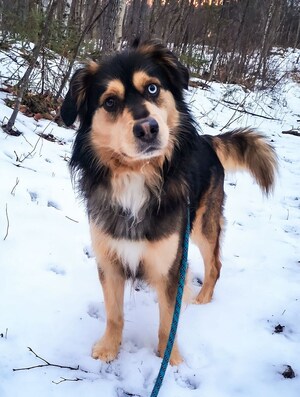 A Legacy of Bravery: Two Canadian Dogs Recognized For Saving Their Owners Lives