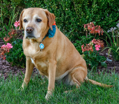 A Legacy of Bravery Two Canadian Dogs Recognized For Saving Their Owners Lives