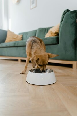 How pets eat and live matters to their health. The new UC Davis School of Veterinary Medicine and Purina collaboration investigates the relationship between diet, environmental and patient factors in canine and feline urinary health.

Credit: UC Davis School of Veterinary Medicine