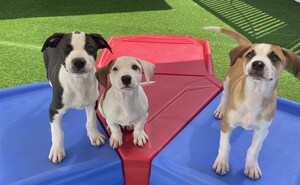 CAMP BOW WOW LAUNCHES PAWSITIVE START JR. PROGRAM