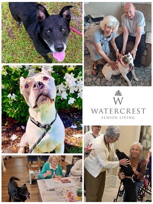 Residents of Watercrest Myrtle Beach Assisted Living and Memory Care stepped up to foster sweet senior dogs, Damon and Meg, as Hurricane Debby threatened South Carolina. The 4-legged friends were perfect guests and are currently available for adoption at Grand Strand Humane Society.